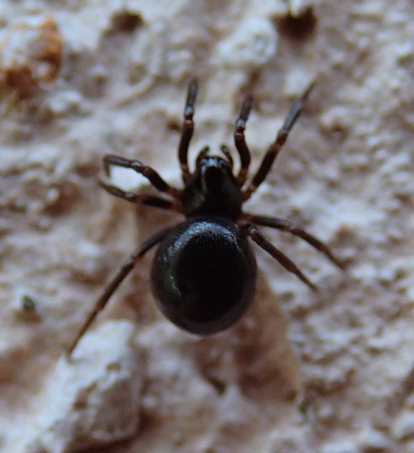 Theridiidae cf. Lasaeola tristis - Villorba (TV)